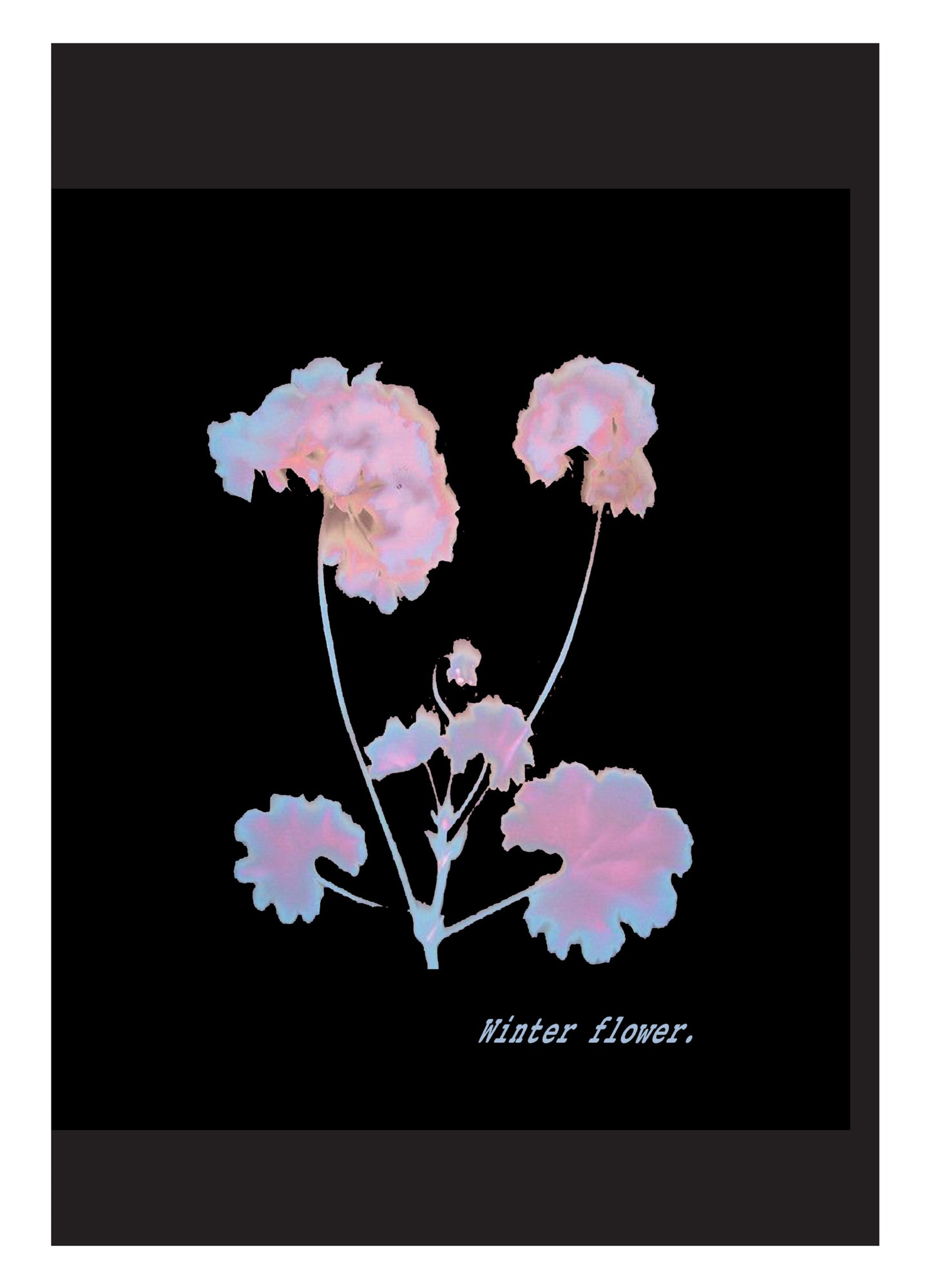 WINTER FLOWER POSTER